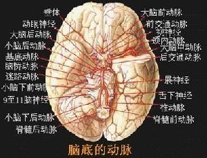 脑