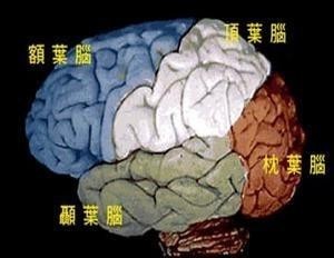 脑