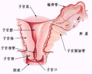女子胞图册