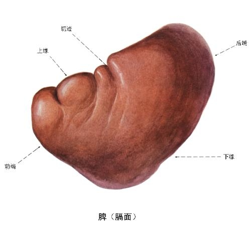 脾