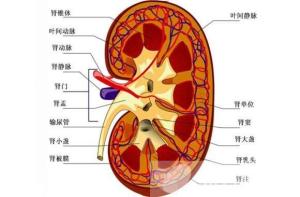 肾脏构造解剖示意图