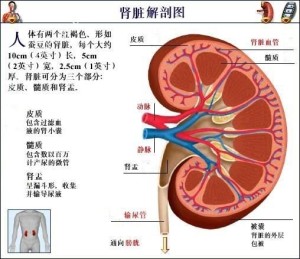 肾脏解剖图