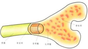 髓