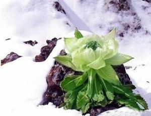 新疆雪莲