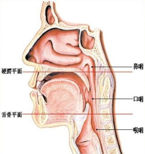 咽