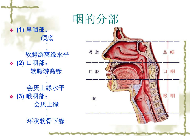 咽