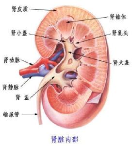 肾脏内部