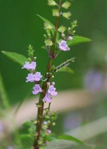 小鱼仙草