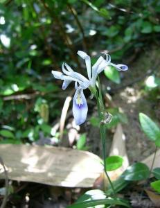 小花鸢尾