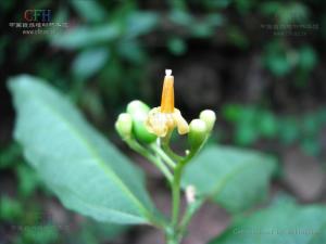 小花八角枫图册