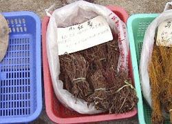 小红参