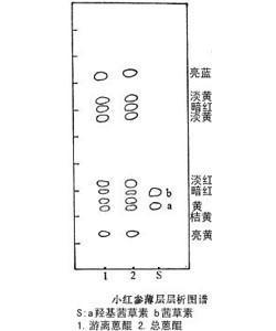 小红参