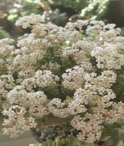 小米花