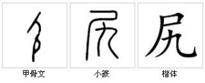 “尻”字源演变