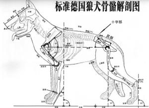 尻骨图册