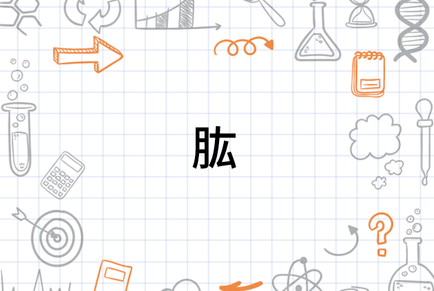 肱