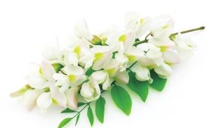 小槐花