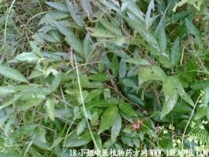 潮汕一带拜神使用的仙草（医名：小槐花）