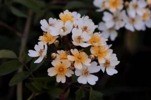 小果蔷薇