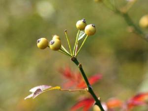 小果蔷薇（原变种）