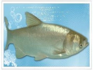 鲢鱼