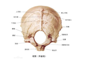 枕骨