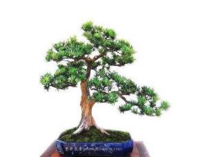 小叶罗汉松