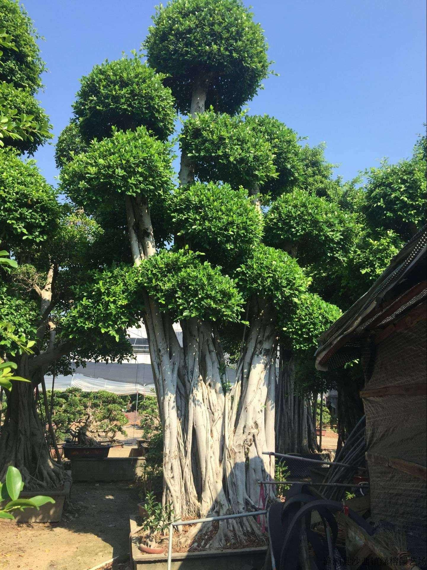 小叶榕