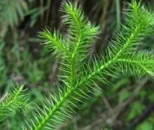 小伸筋草