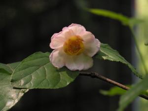 美丽的夏腊梅