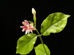 喜马拉雅紫茉莉图册