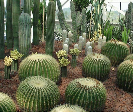 仙人球