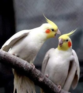 鸡尾鹦鹉