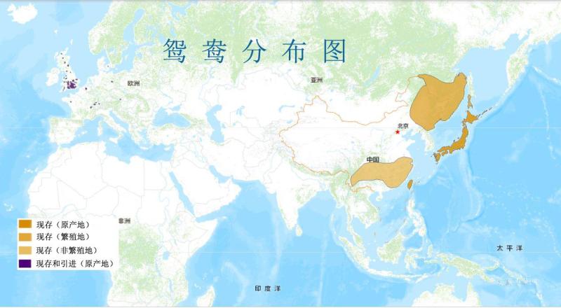 鸳鸯分布图