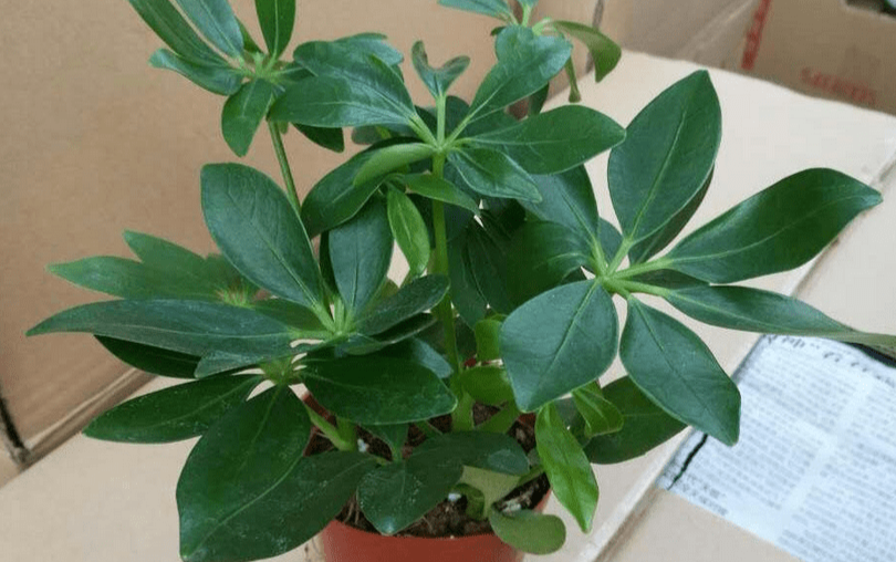 鹅掌柴