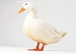 鸭子
