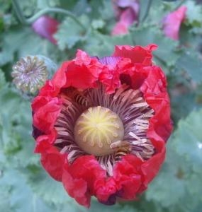 罂粟花