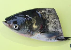 鳙鱼头