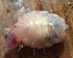 鱼虱子