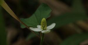 鱼腥草