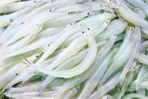 银鱼