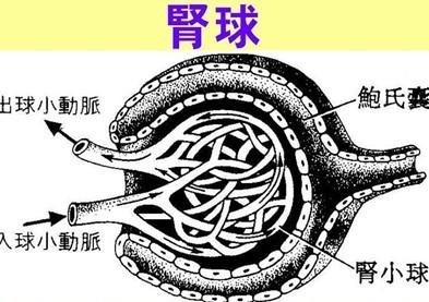 肾球