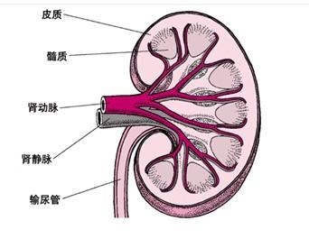 肾