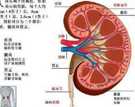 肾