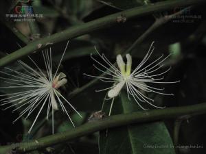 野香橼花图册