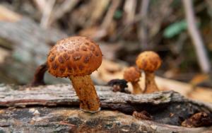 山中美丽的野蘑菇