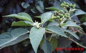 野茄树图册