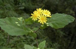 野苦荬菜