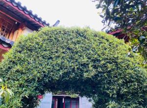 野桂花