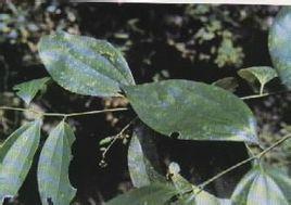 野桂皮